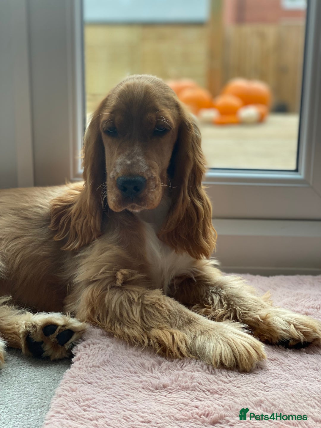 Cocker Spaniel dogs for sale: Adorable show cocker spaniel boys!  - Advert 2