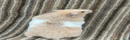 Hamster rodents for sale: Stunning Baby Syrian Hamsters - Advert 6