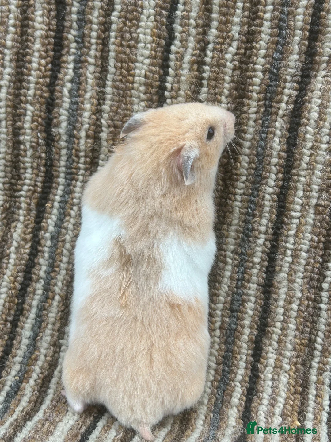 Hamster rodents for sale: Stunning Baby Syrian Hamsters - Advert 6