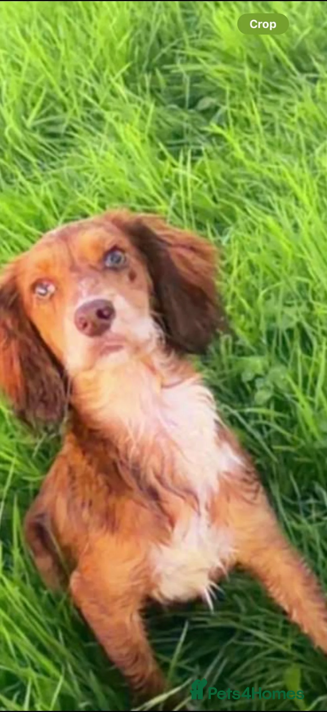 Cockapoo dogs for sale: F1 Merle cockapoo puppies 🤎 in Morpeth - Advert 2