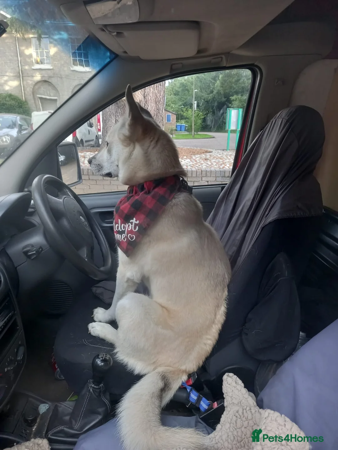 Mixed Breed dogs for adoption: Handsome Fivos Huskey X Shepherd in Norwich - Advert 11