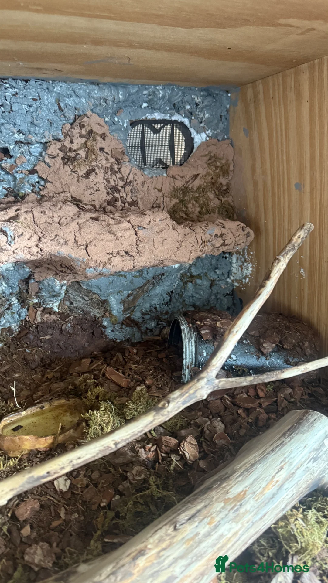 Boa Snake reptiles for sale: banana pied ball python  in Trowbridge - Advert 6