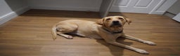 Labrador Retriever dogs for sale: Stunning KC Fox Red & Yellow Labrador Puppies - Advert 12