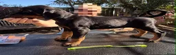 Dobermann dogs for sale: Stunning KC reg Doberman puppies  - Advert 3