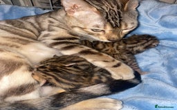 Bengal cats for stud: Stunning Male Bengal Stud 🌟TICA REGISTERED🌟 in Wolverhampton - Image 18
