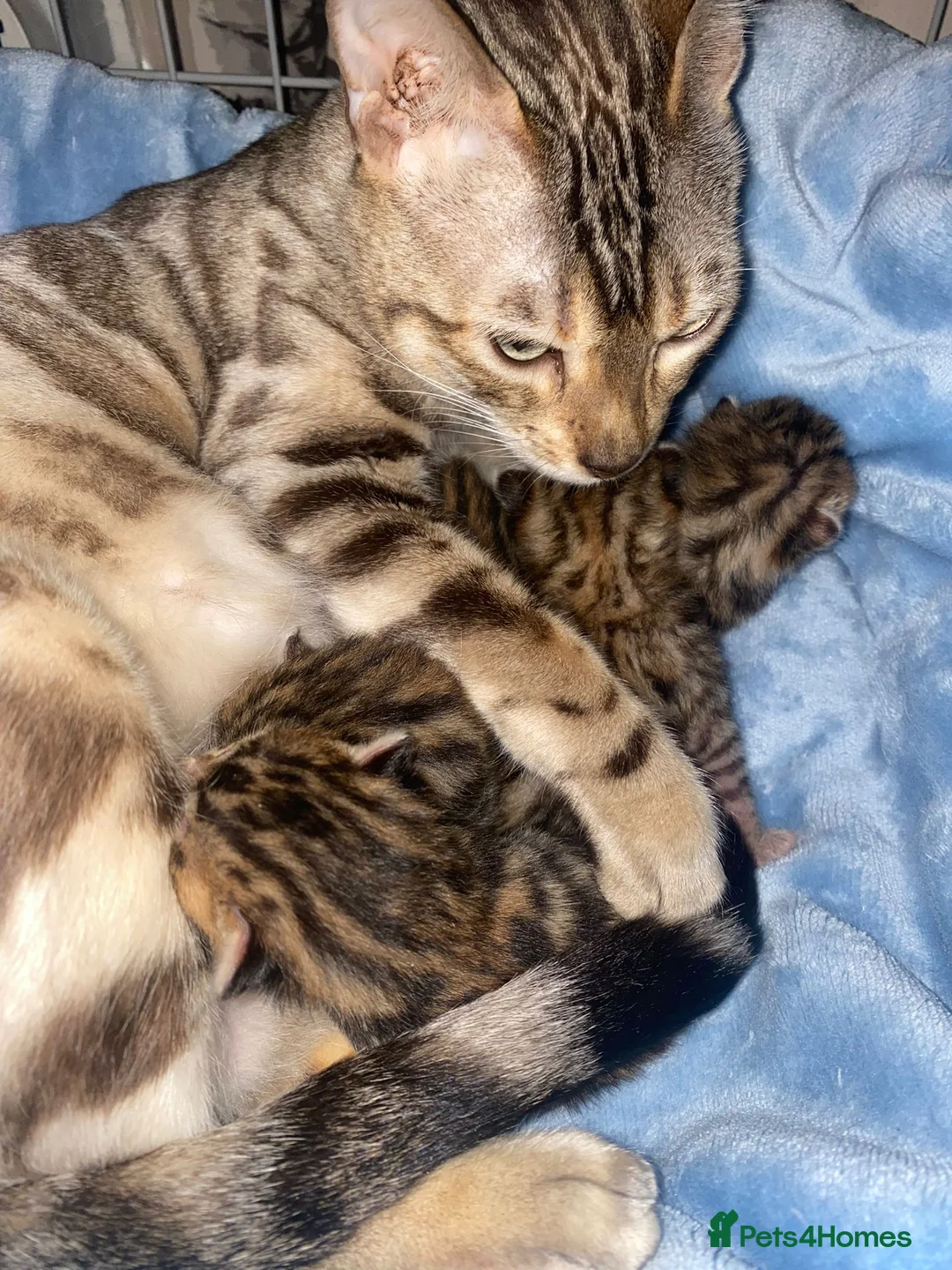 Bengal cats for stud: Stunning Male Bengal Stud 🌟TICA REGISTERED🌟 in Wolverhampton - Advert 18