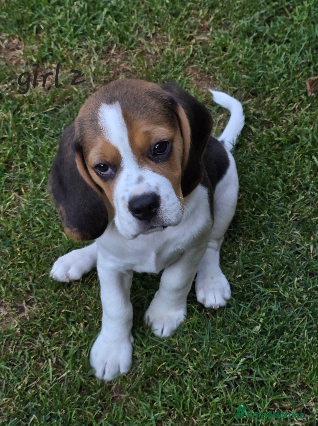 Beagle dogs for sale: KC reg Gorgeous Beagle Pups Champion Bloodline in New Malden - Image 5