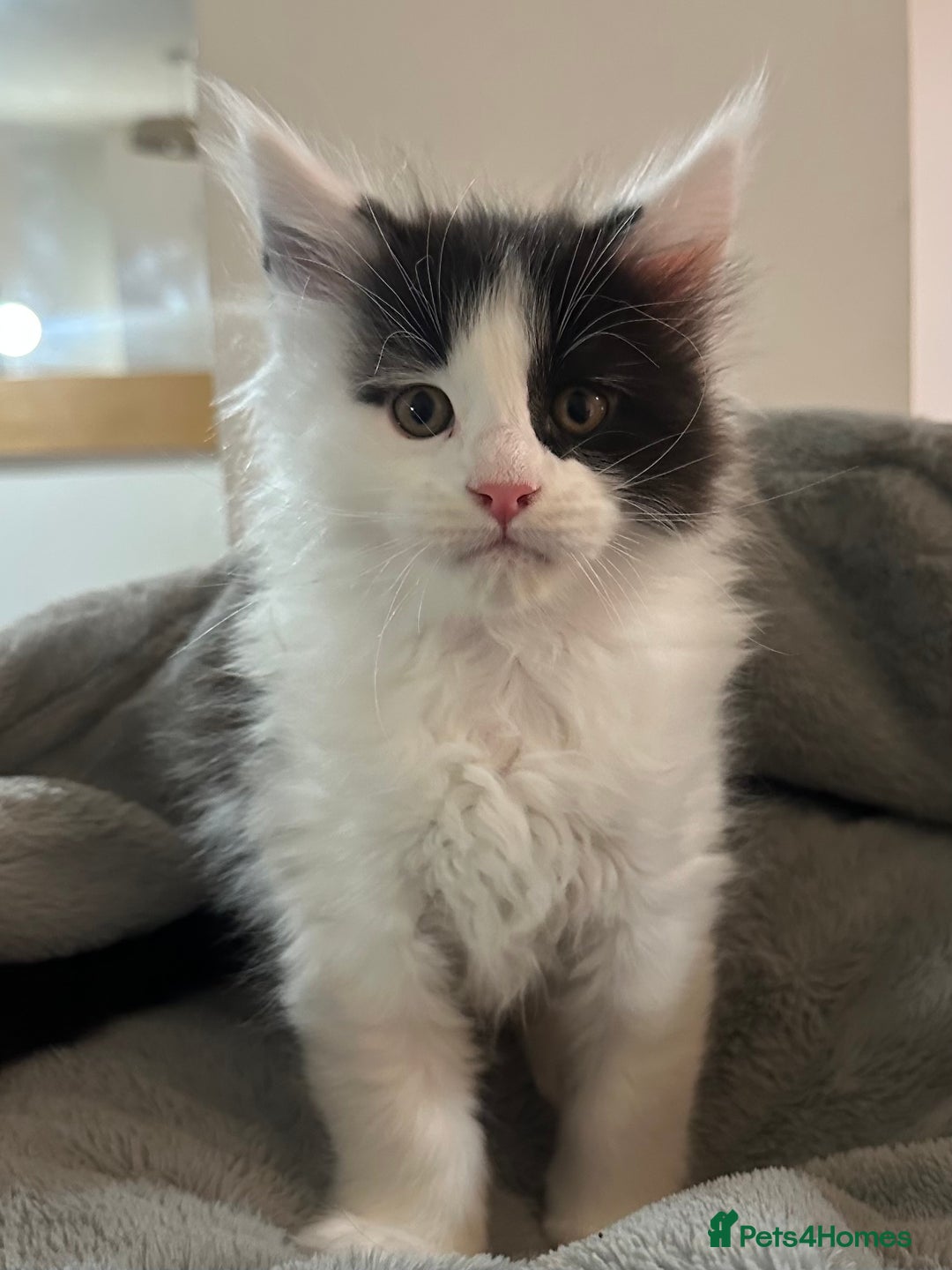 Maine Coon cats for sale: GCCF 2x Male Tuxedo Maine Coons Ready to Reseverve - Advert 7
