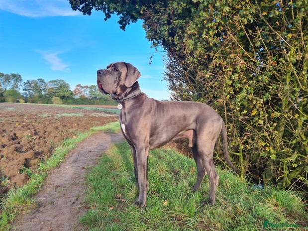 Great Dane dogs KC Reg - Health Tested - L - Blue Great Dane Stud in Chelmsford - Advert 1