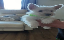 West Highland Terrier dogs for sale: West Highland puppies ready now - Image 4