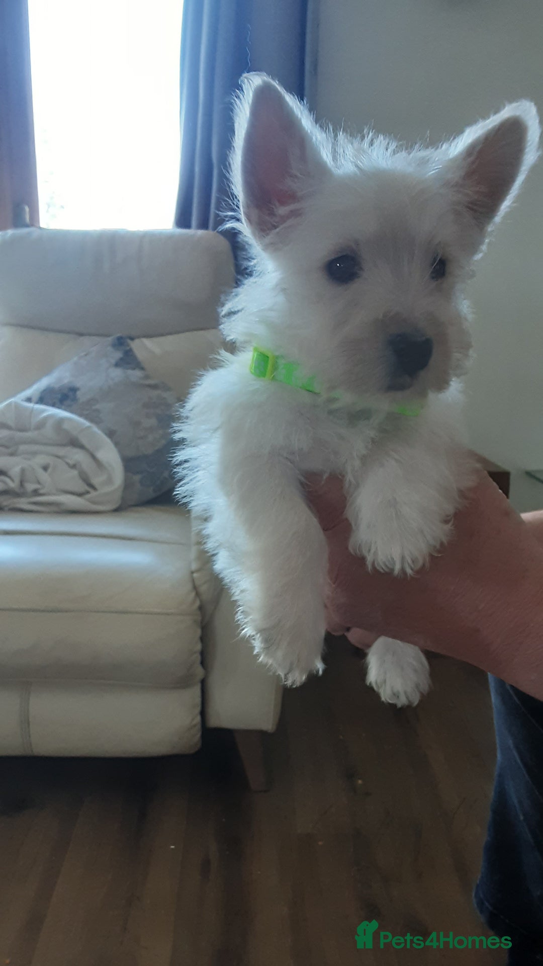 West Highland Terrier dogs for sale: West Highland puppies ready now - Image 4
