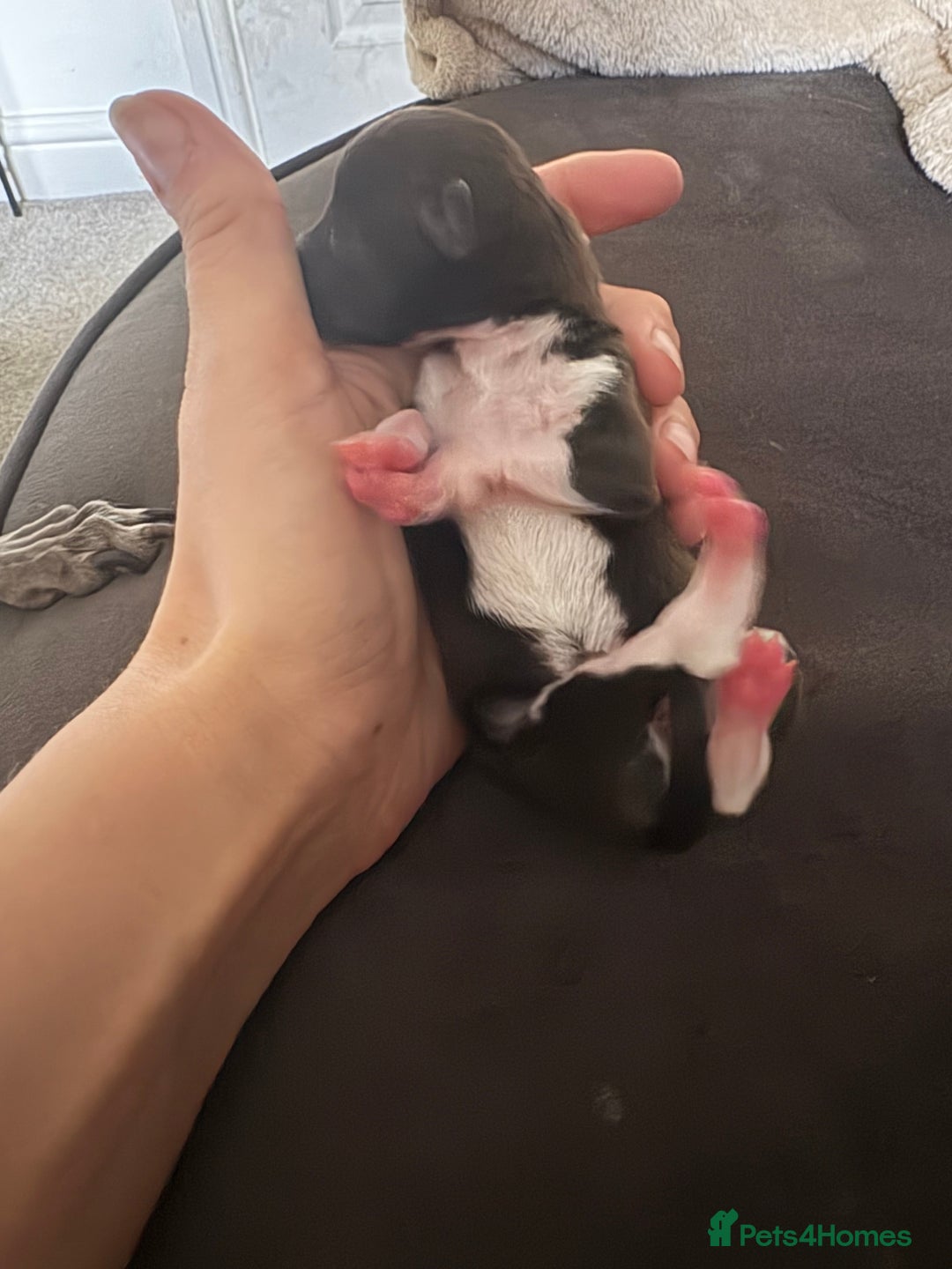 Italian Greyhound dogs for sale: Male Italian greyhound puppies  - Image 8