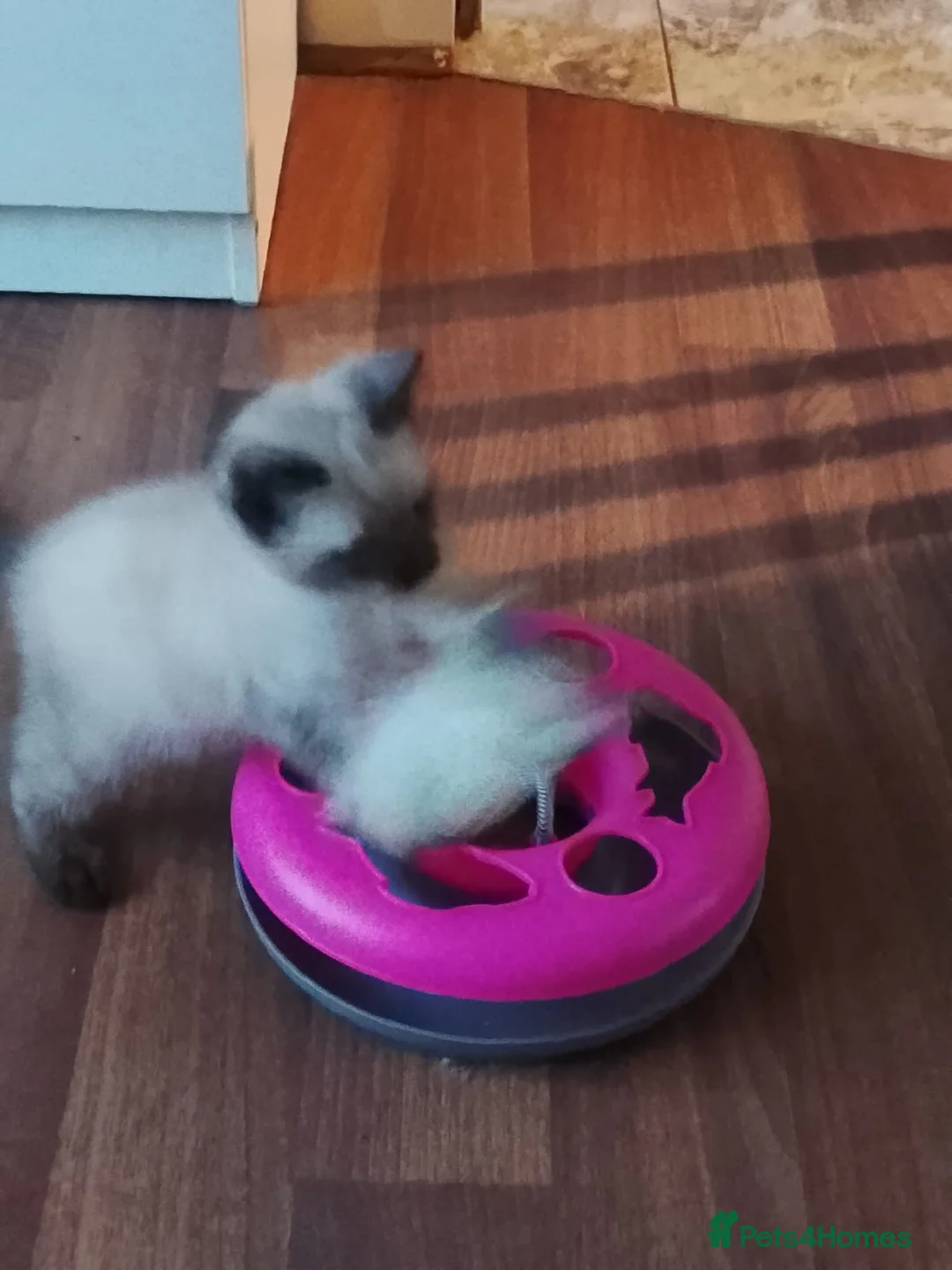 Siamese cats for sale: (1 Left)beautiful Kitten Lokking forever Home 🏡❤️ - Advert 3