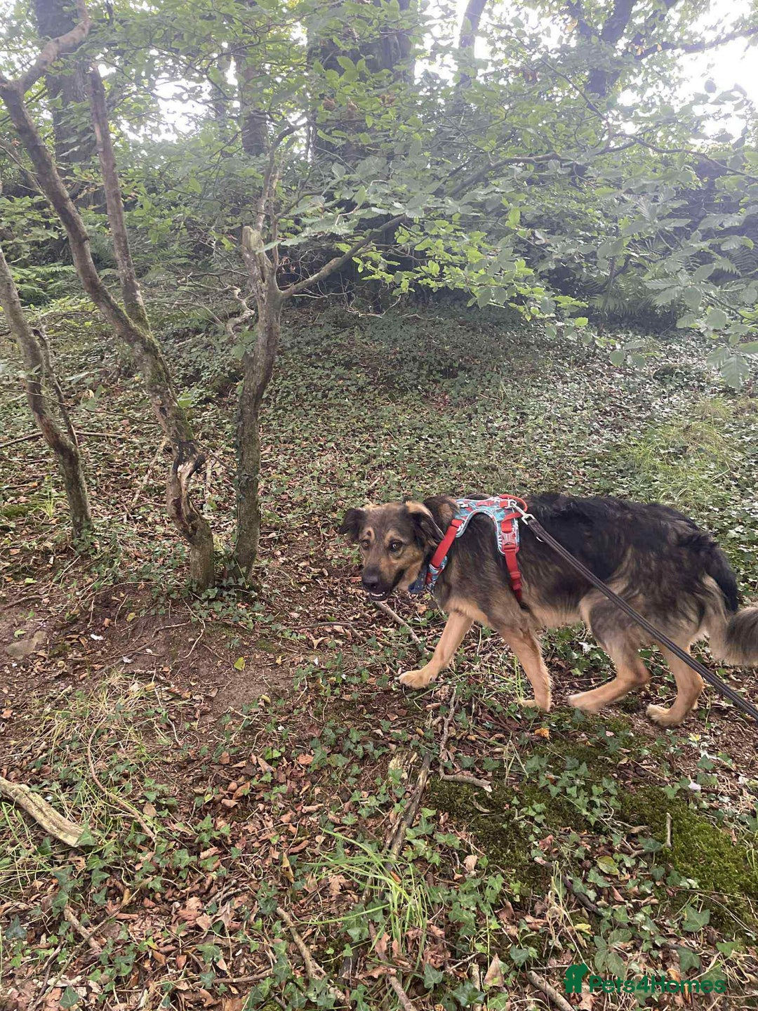 Mixed Breed dogs for adoption: Filip - 2yr old medium sized mixed breed - Image 6