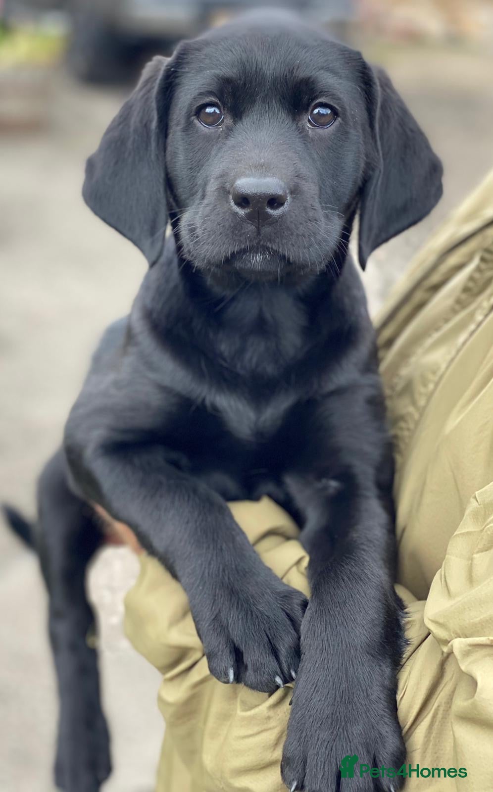 Labrador Retriever dogs Beautiful KC Lab Pups - Advert 1