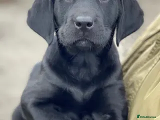 Labrador Retriever dogs for sale: Beautiful KC Lab Pups - Advert 2