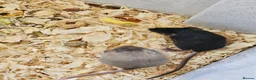 Mouse rodents for sale: Baby female fancy mice  - Advert 4