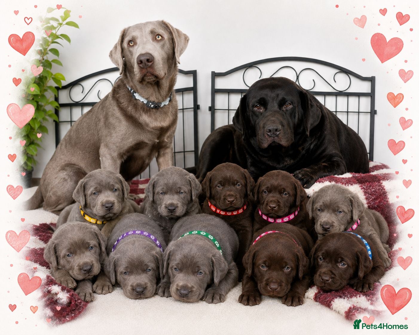 Labrador Retriever dogs ️Beautiful Labrador Retriever Puppies Silver/Choco - Advert 1