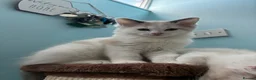 Ragdoll cats for sale: Ragdoll kittens - Advert 2