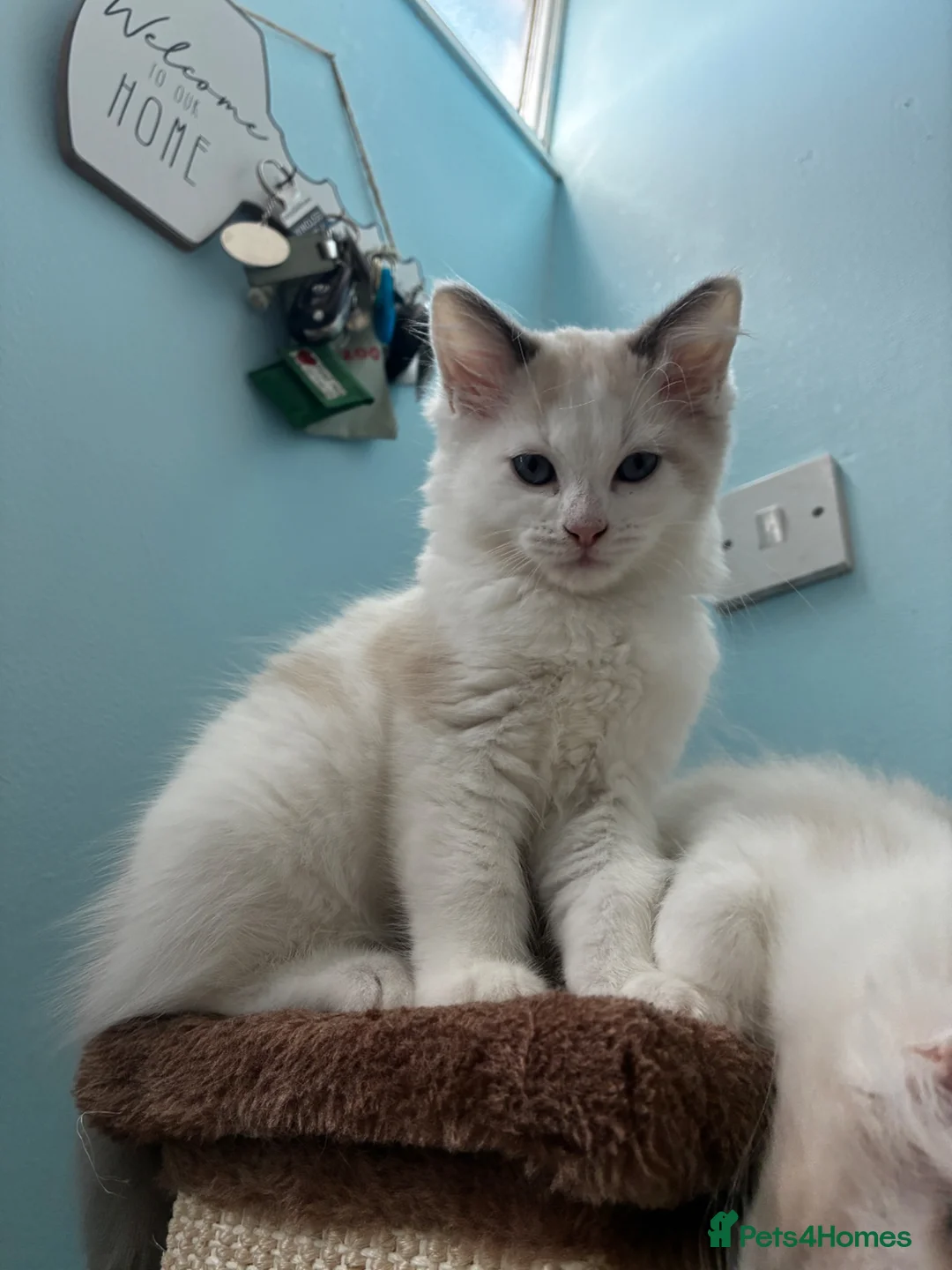 Ragdoll cats for sale: Ragdoll kittens - Advert 2