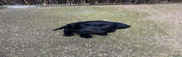 Labrador Retriever dogs for sale: Kc registered black Labrador in Lincoln - Advert 2
