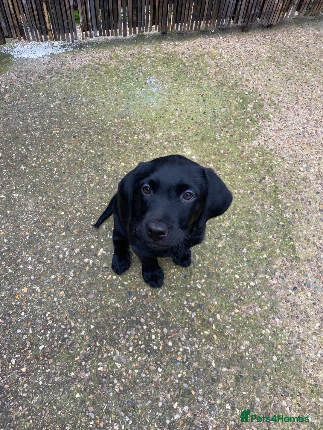 Labrador Retriever dogs for sale: Kc registered black Labrador in Lincoln - Advert 2