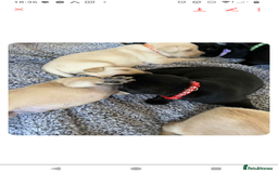 Labrador Retriever dogs for sale:  Labrador pups - Image 11