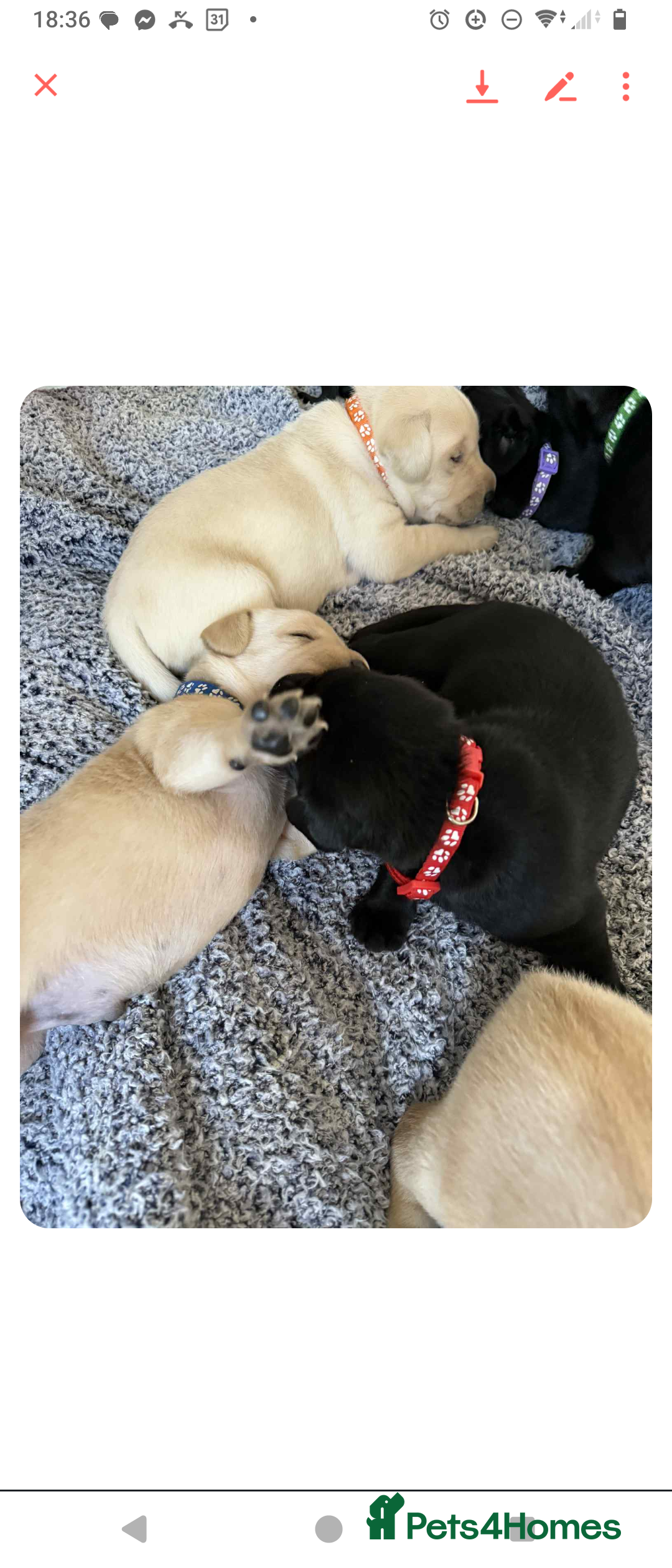 Labrador Retriever dogs for sale:  Labrador pups - Image 11