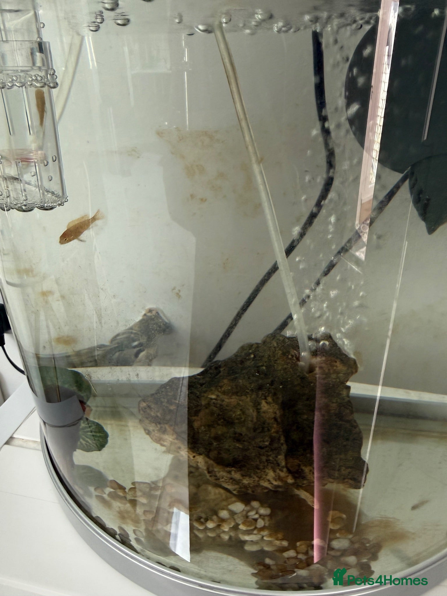 Cichlids fish Malawi mix cichlid fry - Advert 5