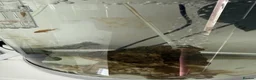 Cichlids fish for sale: Malawi mix cichlid fry in Manchester - Advert 1