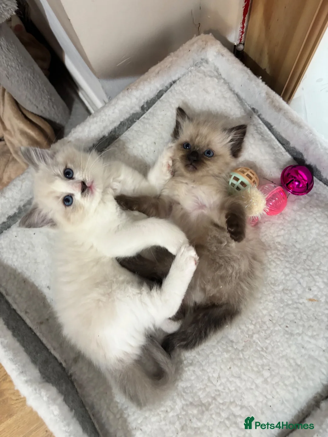 Ragdoll cats for sale: Bicolour ragdoll with a mismark - Advert 11