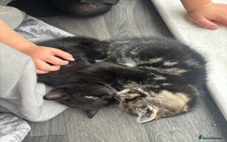 Mixed Breed cats for sale: Two beautiful kittens for sale - Image 1