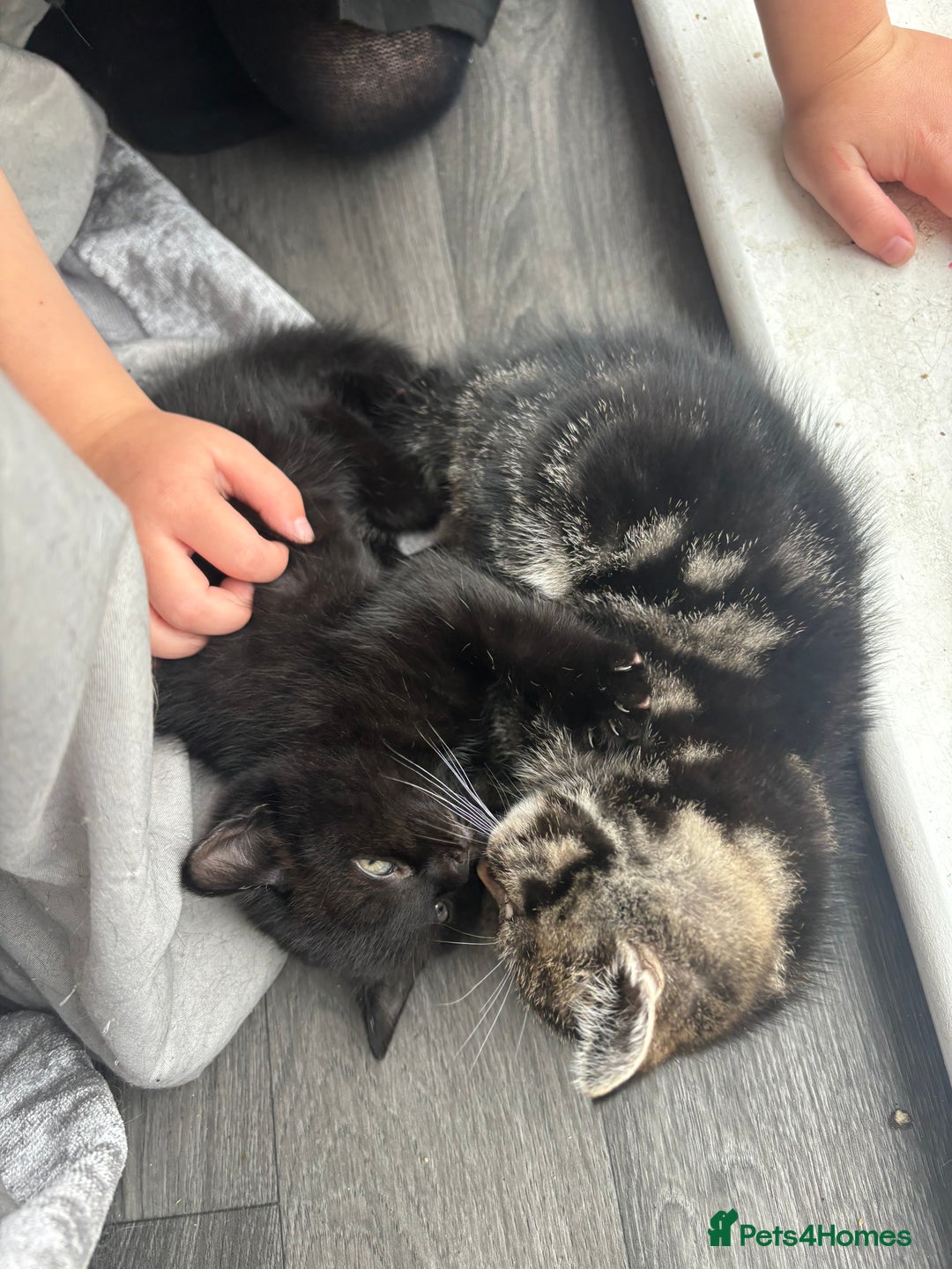 Mixed Breed cats for sale: Two beautiful kittens for sale - Image 1