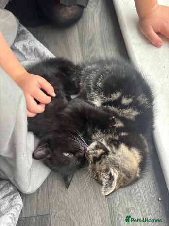 Mixed Breed cats - Advert 8