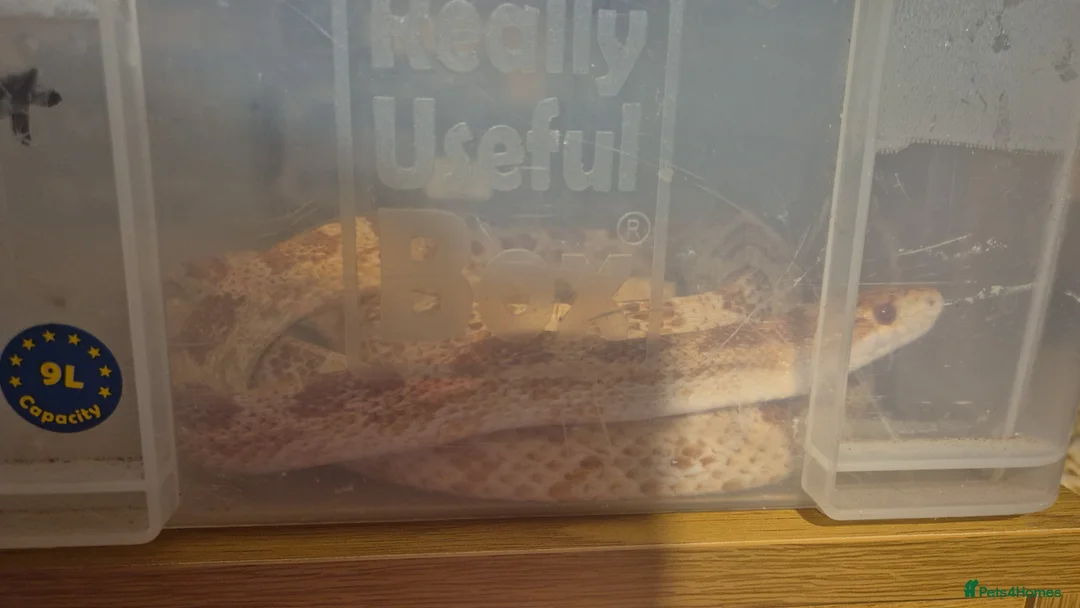 Corn Snake reptiles for sale: Adult female corn snake in Birmingham - Advert 2
