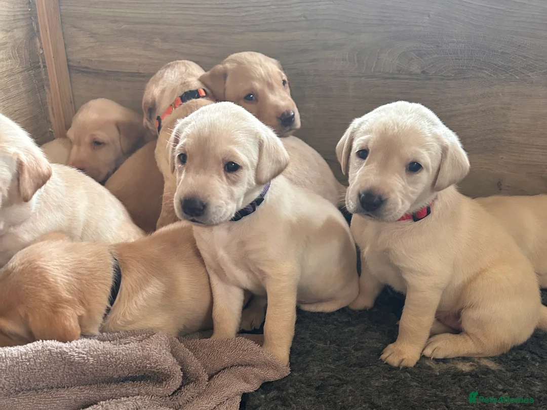 Labrador Retriever dogs for sale: Superb KC reg Labrador puppies from working line - Advert 2