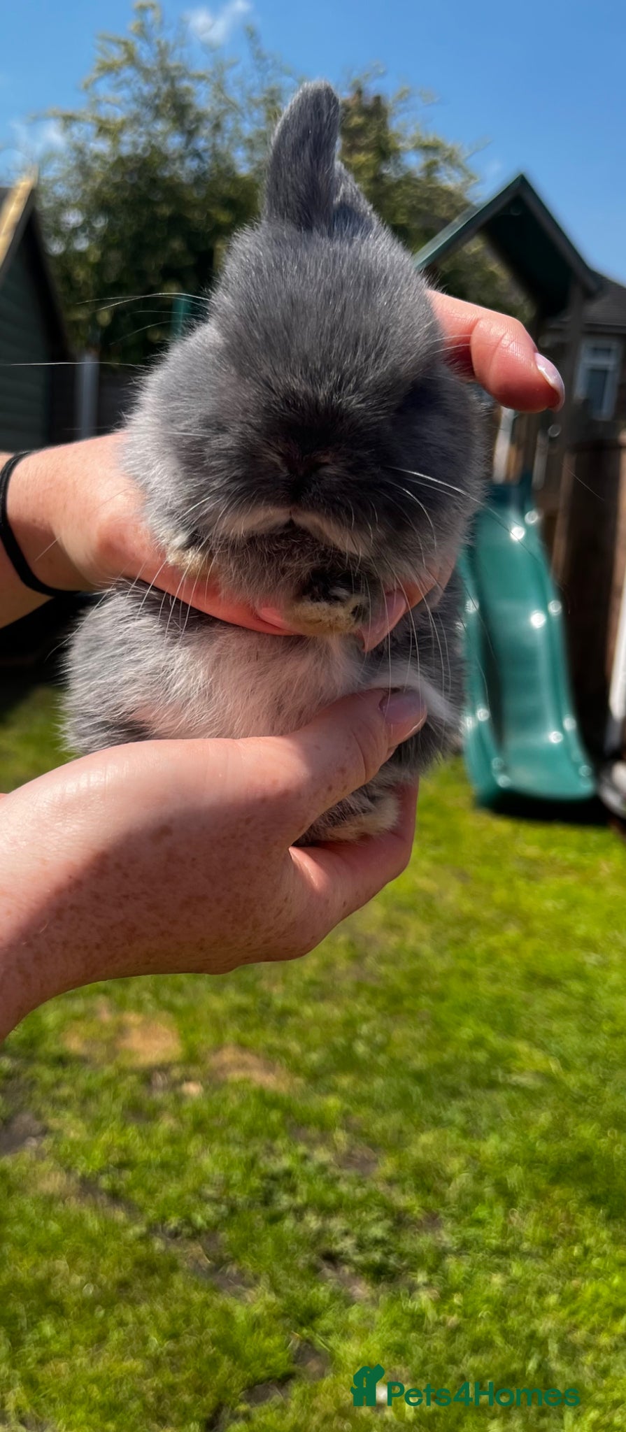 Dwarf Lop rabbits for sale: Dwarf x lop bunnies  in Stoke-on-Trent - Advert 3