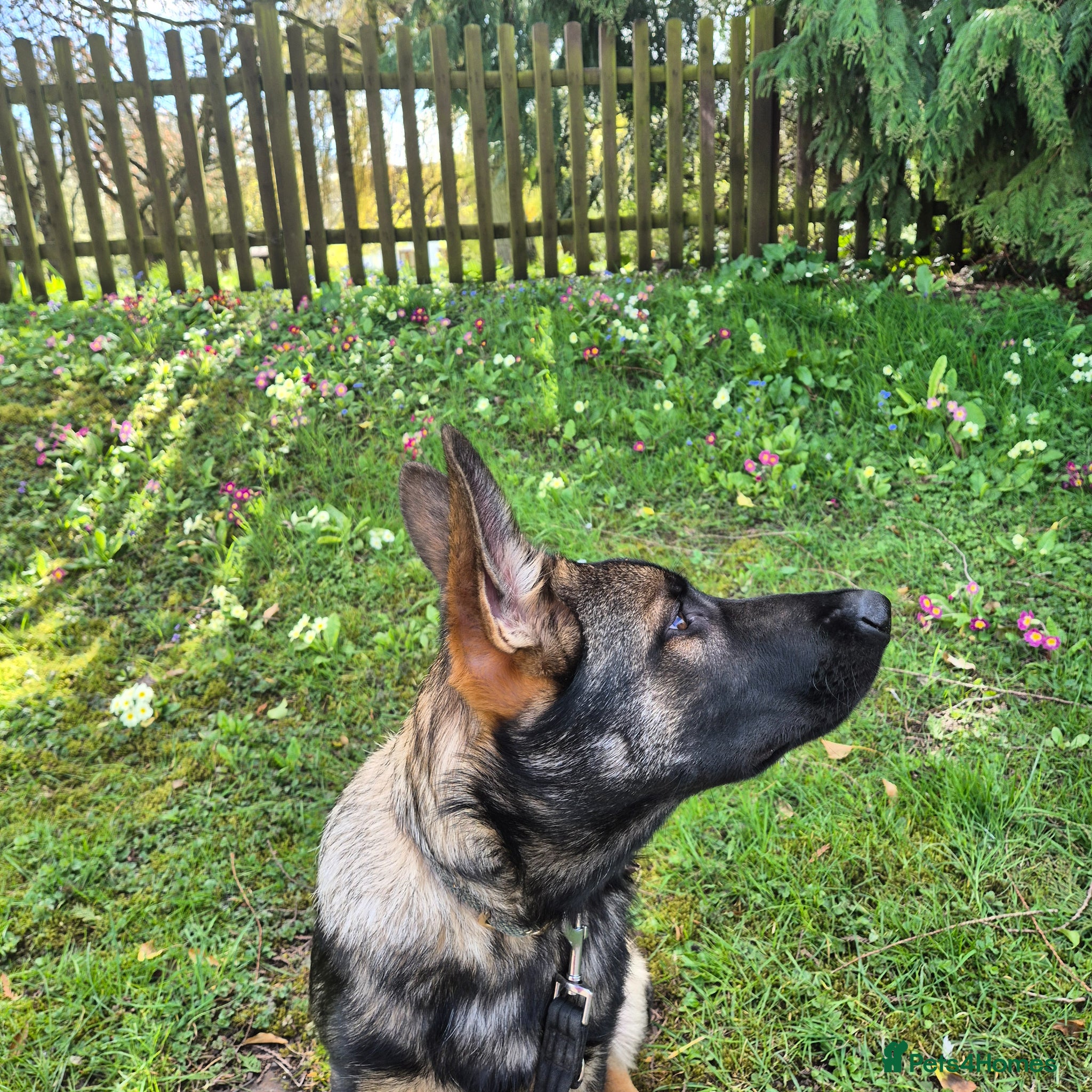 German Shepherd dogs Straight back German shepherd - Advert 3