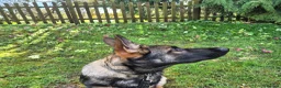 German Shepherd dogs for sale: Straight back German shepherd in Norwich - Advert 1