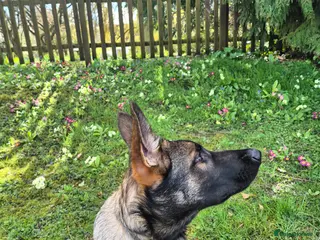 German Shepherd dogs Straight back German shepherd - Advert 3