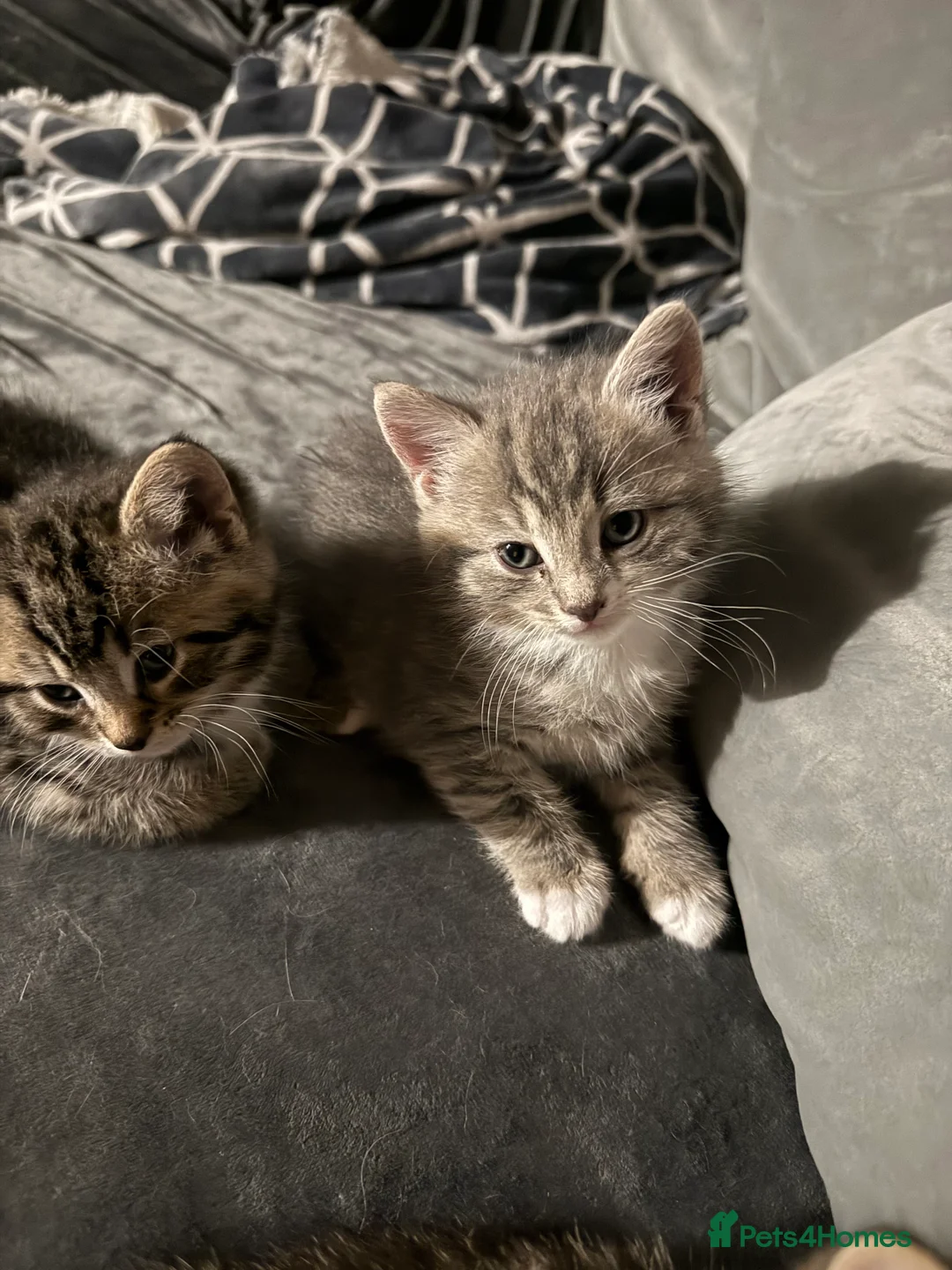 British Shorthair cats for sale: UNIQUE BRITISH SHORT HAIRS  - Advert 29