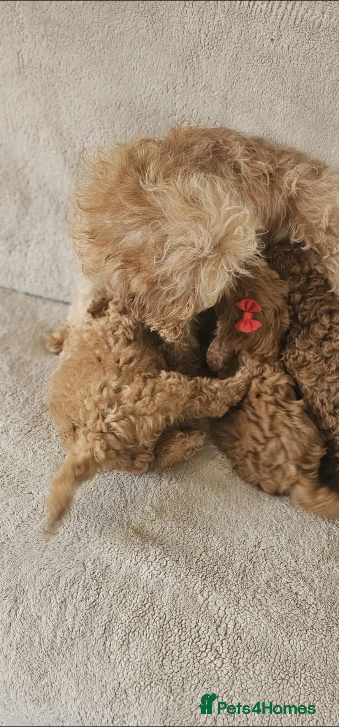 Cavapoo dogs for sale: 1 now Ready now fully vet checked report  - Advert 12