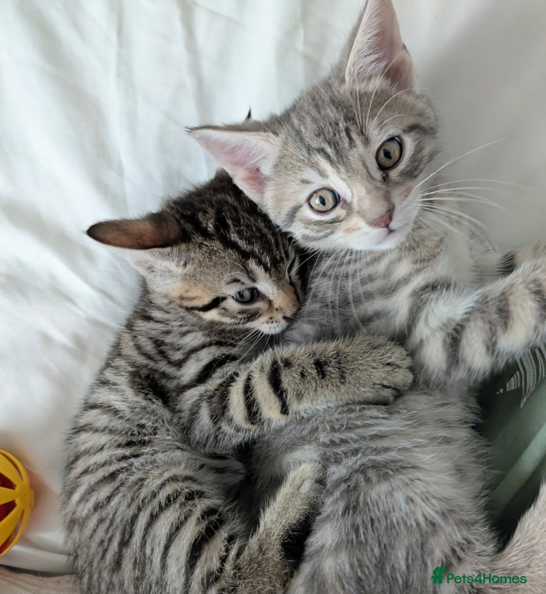 Bengal cats for sale: Spotted Bengal kittens ready now - Advert 4