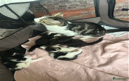 British Longhair cats for sale: Beautiful & playful kittens ready for new home - Image 6