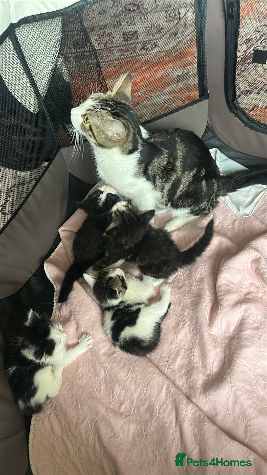 British Longhair cats for sale: Beautiful & playful kittens ready for new home - Image 6