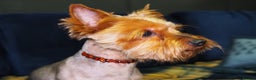 Yorkshire Terrier dogs for stud: Yorkshire Terrier for stud CHICO - Advert 5