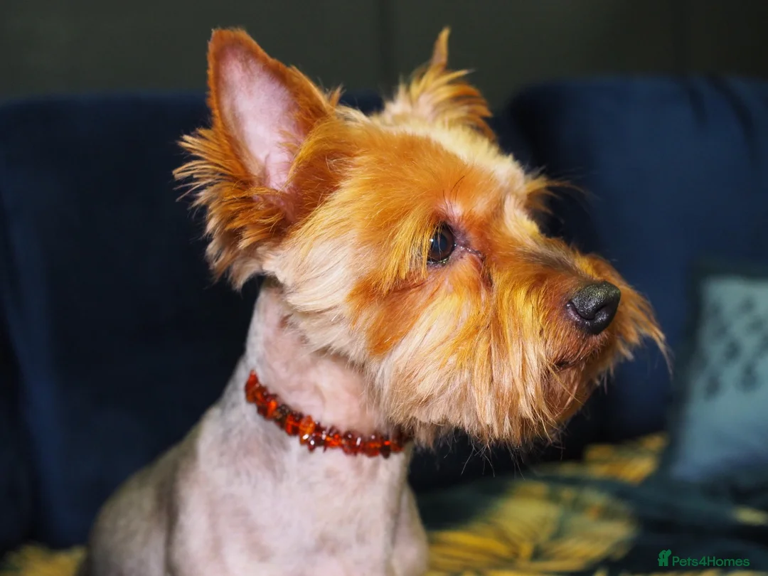 Yorkshire Terrier dogs for stud: Yorkshire Terrier for stud CHICO - Advert 5