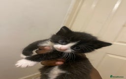Bombay cats for sale: 3 kittens for sale.Price negotiable  - Image 3