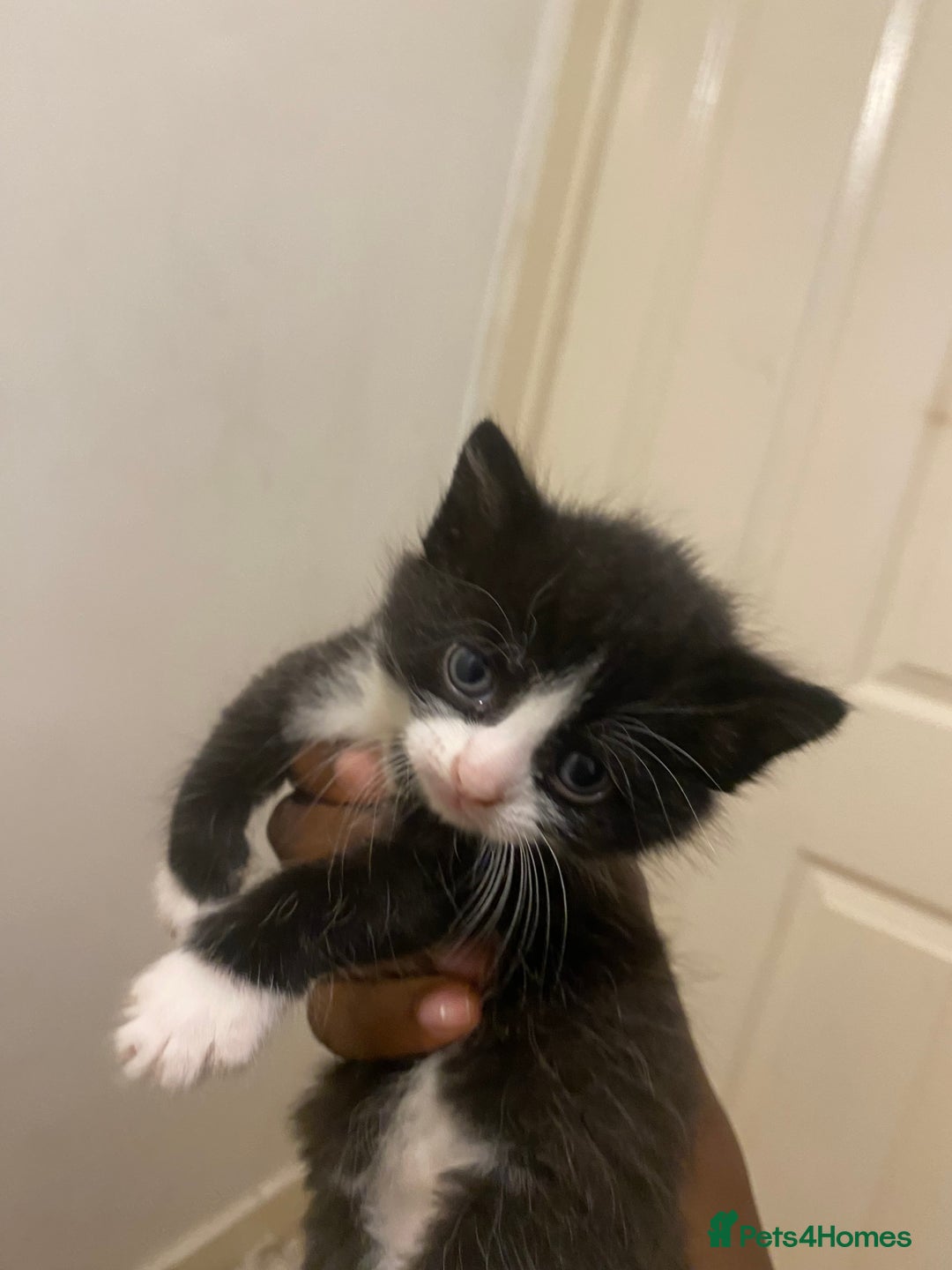 Bombay cats for sale: 3 kittens for sale.Price negotiable  - Image 3