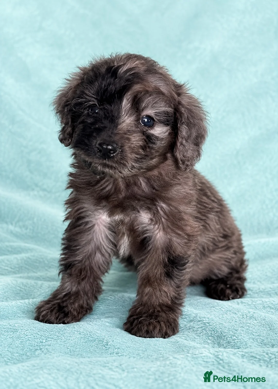 Cockapoo dogs for sale: Lovely cockapoo puppies Merle, apricot, black, red - Advert 1
